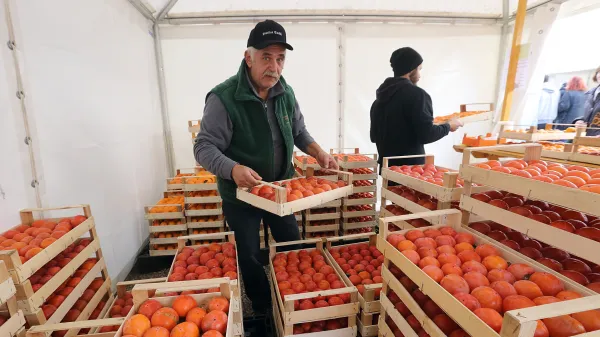 Od danes do nedelje v Strunjanu tradicionalni Praznik kakijev