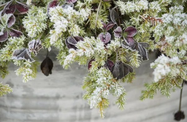 Tudi zimzeleni iglavci v hladnih dneh dobijo novo preobleko. 