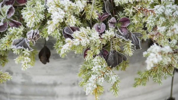 Tudi zimzeleni iglavci v hladnih dneh dobijo novo preobleko. 