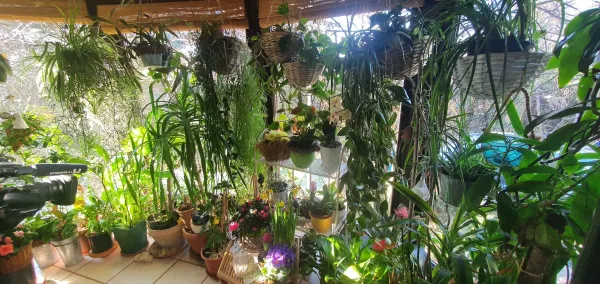 Skodelica čaja v zimskem vrtu