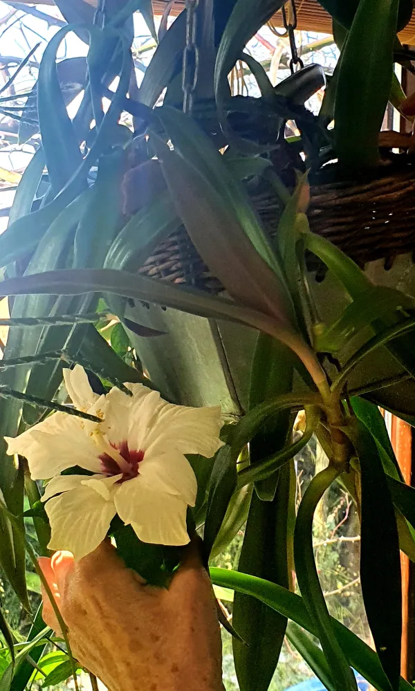 Skodelica čaja v zimskem vrtu