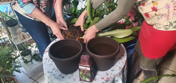 Skodelica čaja v zimskem vrtu