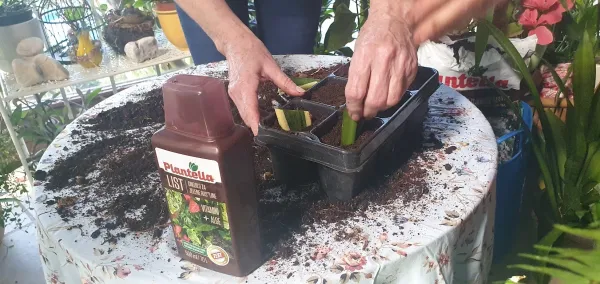 Skodelica čaja v zimskem vrtu