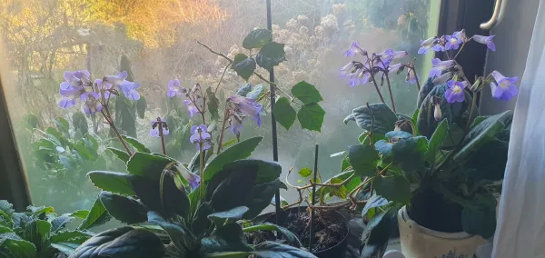 Skodelica čaja v zimskem vrtu