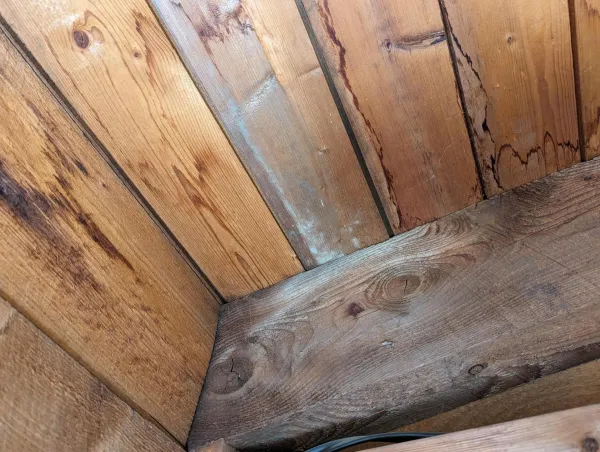 Pojav in nevarnosti plesni v stanovanju