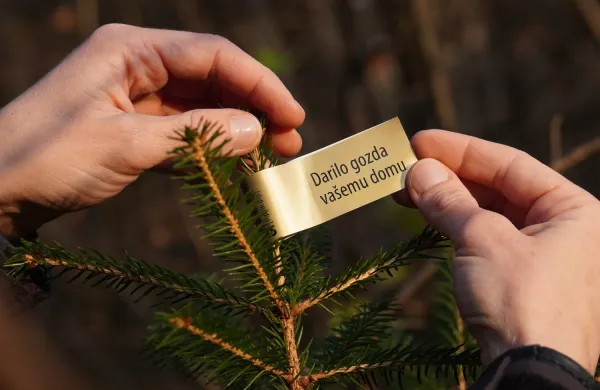 Okrasna drevesca, ki so zrasla v Sloveniji in so domačih gozdnih vrst so letos opremljena z nalepko zlate barve.