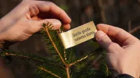 Okrasna drevesca, ki so zrasla v Sloveniji in so domačih gozdnih vrst so letos opremljena z nalepko zlate barve.