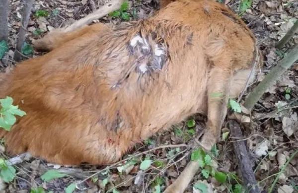 srnjak, krivolov, marezige, truĹˇke------Danielkronika 3#