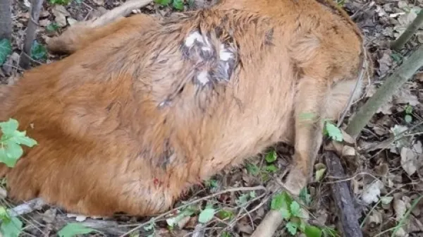 srnjak, krivolov, marezige, truĹˇke------Danielkronika 3#