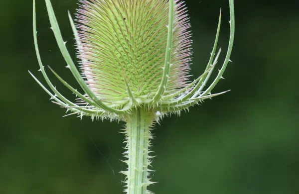 Divja ščetica je še posebej cenjena kot pomoč pri boreliozi, saj naj bi pospešila izločanje toksinov in okrepila imunski odziv.