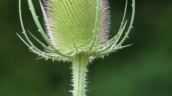 Divja ščetica je še posebej cenjena kot pomoč pri boreliozi, saj naj bi pospešila izločanje toksinov in okrepila imunski odziv.