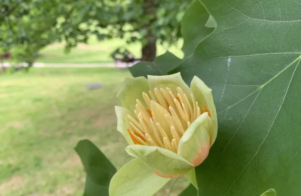 Navadni tulipanovec v mariborskem Mestnem parku.