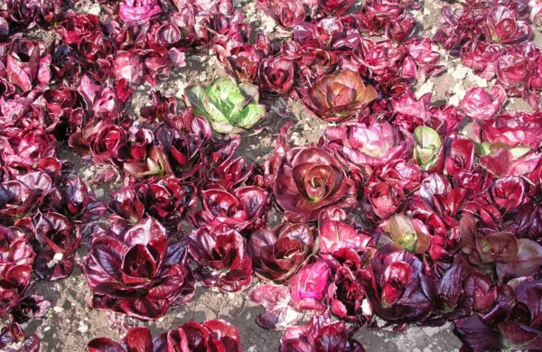 Radič verona zgodaj spomladi