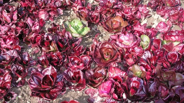 Radič verona zgodaj spomladi