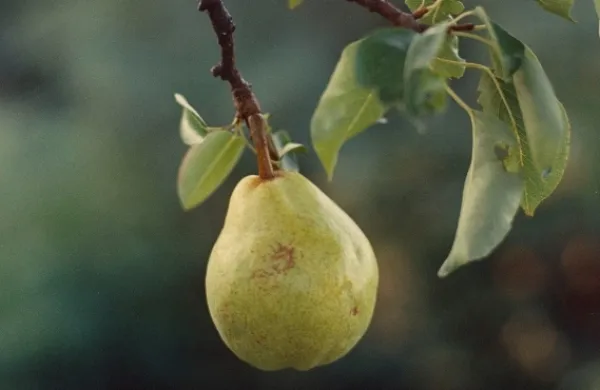 Hru&scaron;ka Gregor Božič stare sorte hru&scaron;ke