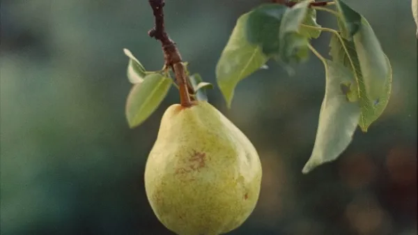 Hru&scaron;ka Gregor Božič stare sorte hru&scaron;ke