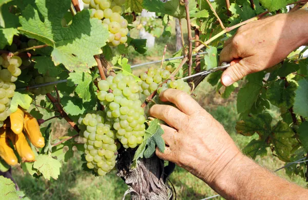 Trgatev Brda - trgatev v vinogradu Per&scaron;olja Rajko kooperant Klet Brda Trgatev vinograd v Neblem Brda - trgatev v vinogradu Per&scaron;olja Rajko iz Hru&scaron;evlje kooperant Klet Brda