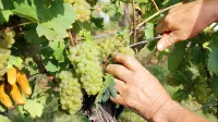Trgatev Brda - trgatev v vinogradu Per&scaron;olja Rajko kooperant Klet Brda Trgatev vinograd v Neblem Brda - trgatev v vinogradu Per&scaron;olja Rajko iz Hru&scaron;evlje kooperant Klet Brda
