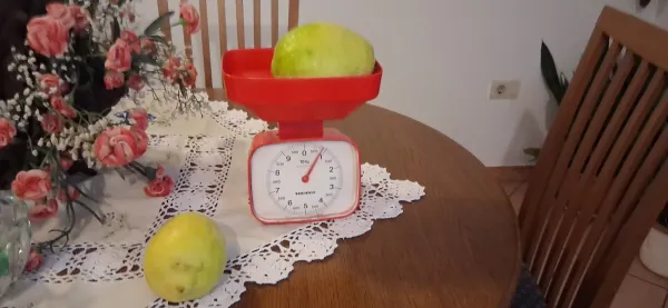 Limone velikanke v Šmihelu