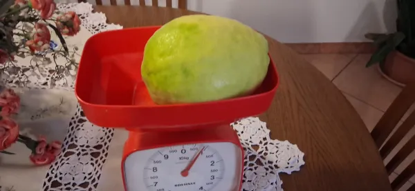 Limone velikanke v Šmihelu