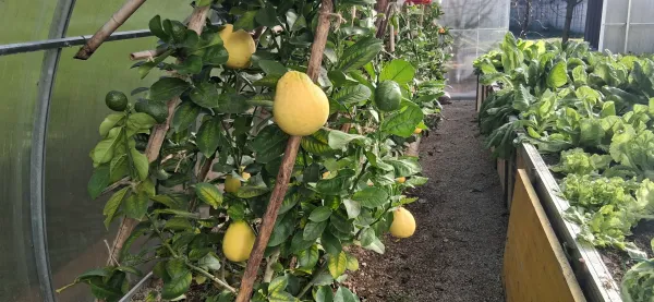 Limone velikanke v Šmihelu