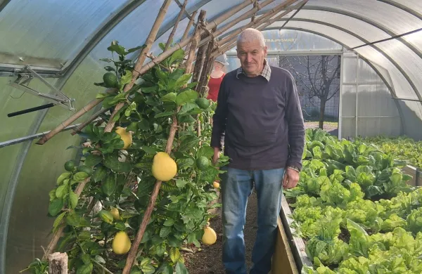 Limone velikanke v Šmihelu
