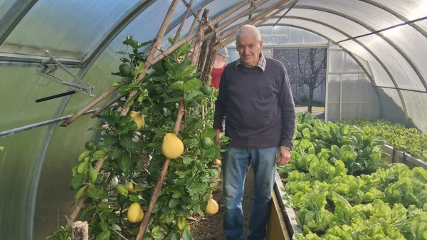 Limone velikanke v Šmihelu