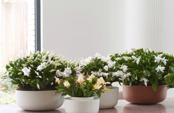 Nekaterim se božični kaktusi zdijo staromodni, a s pravim izborom in načinom postavitve so lahko &scaron;e kako sodobni.