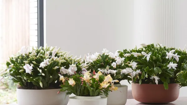 Nekaterim se božični kaktusi zdijo staromodni, a s pravim izborom in načinom postavitve so lahko &scaron;e kako sodobni.