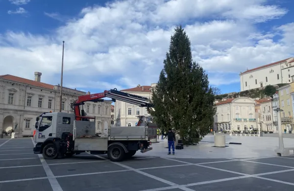 Piran Tartinijev trg novoletna smreka