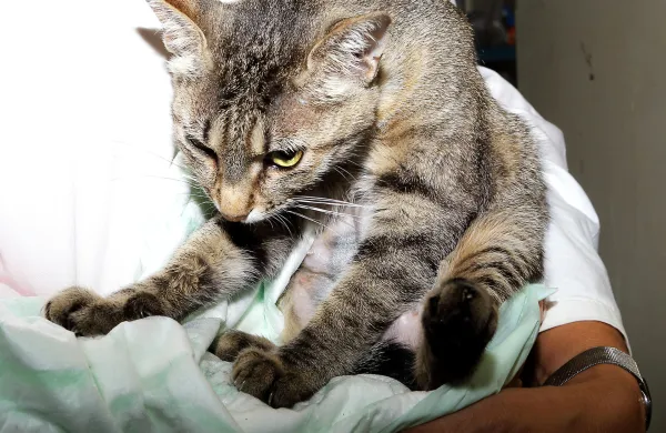 Koper, 17.07.2014Veterinarska postaja, sterilizacija, sterilizirana muca, mucka, mačka