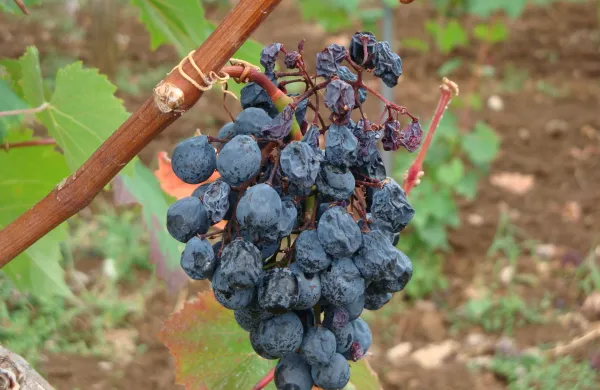 Grozdje prizadeto zaradi zlate trsne rumenice.