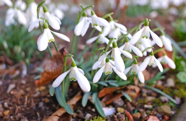 Zacveteli prvi zvončki v slovenski Istri