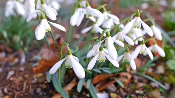 Zacveteli prvi zvončki v slovenski Istri