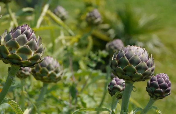 strunjanska artičoka