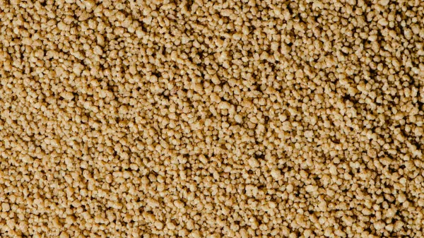 Proso je nastarej&scaron;e žito, ki je v Evropo pri&scaron;lo iz KItajske.