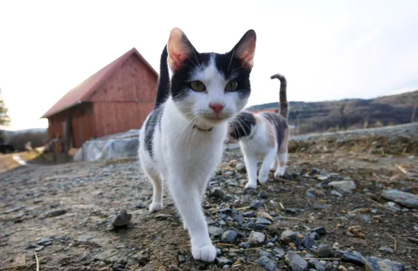 Gornji Senik, MadĹľarska - Slovensko Porabje - Porabski Slovenci - turisti&Auml;Ťna in gostinska ponudba - slovenska vzor&Auml;Ťna kmetija na madĹľarskih tleh - ma&Auml;Ťke - muce - muca - ma&Auml;Ťka - Agrokultura - Gostinstvo in Turizem - Ilustracija - Kraji - Mesta - Muzeji - Simbolna foto - Tematika - Zgradbe - Ĺ˝ivali - Avtor: Andrej PetelinĹˇek