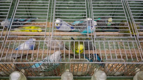 Na ogled več kot tisoč kanarčkov in drugih ptic