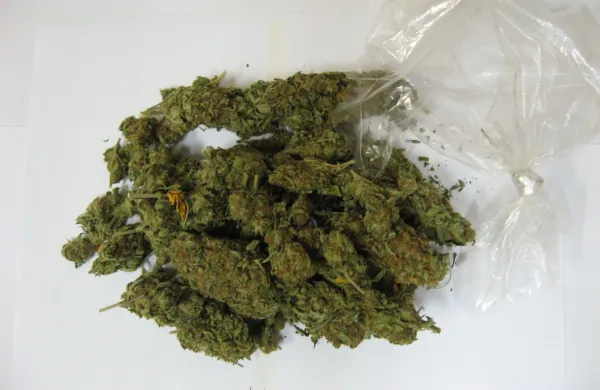 100 gramov marihuane, zaseg, koprski policistimarihuana trava konoplja droga