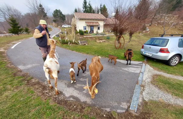 kozice Niko Likar Otlica četverčki