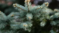 Srebrne smreke so zanimive zaradi obarvanih iglic, ki ustvarjajo posebno vzdu&scaron;je.
