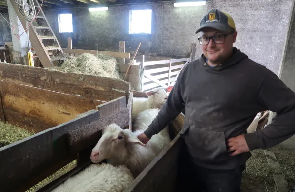 Bolezen modrikastega jezika: država kupila cepivo, rejci bodo plačali cepljenje