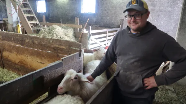 Bolezen modrikastega jezika: država kupila cepivo, rejci bodo plačali cepljenje