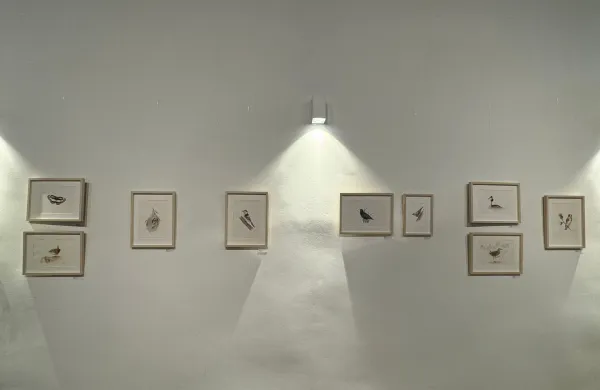 Razstava Življenje na Goričkem: Ilustracije živalskih vrst