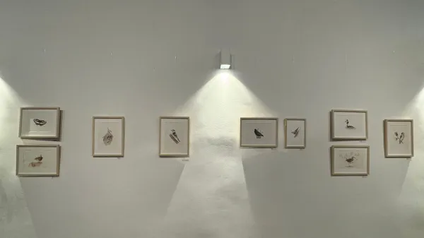 Razstava Življenje na Goričkem: Ilustracije živalskih vrst