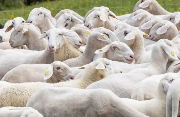 Za kugo drobnice zbolevajo ovce in koze ter ni nevarna za druge živalske vrste niti za ljudi. 