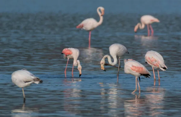 Krajinski park Sečoveljske soline postaja postajali&scaron;če na mednarodnih selitvenih poteh plamencev
