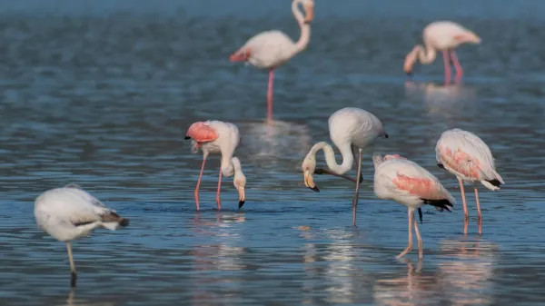 Krajinski park Sečoveljske soline postaja postajali&scaron;če na mednarodnih selitvenih poteh plamencev