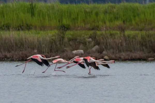 Krajinski park Sečoveljske soline postaja postajali&scaron;če na mednarodnih selitvenih poteh plamencev