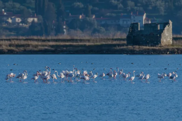 Krajinski park Sečoveljske soline postaja postajali&scaron;če na mednarodnih selitvenih poteh plamencev